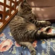 ♡みー♡の画像