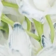 まの画像
