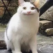 ハリウッドザコシショウ スーパーギャグボイスキーホルダー ええやん