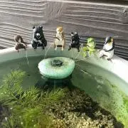 りんの画像