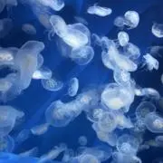 水瀬 海莉