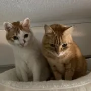 やなみの画像