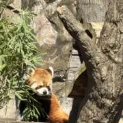 ごんの画像