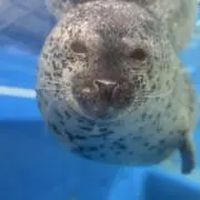 のんきちの画像