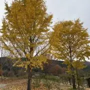 ぽむ(断捨離中)の画像