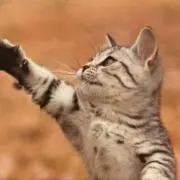 キャットの画像
