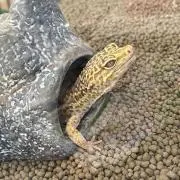 さっちんの画像