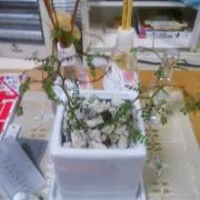 ぶうたん　購入前に連絡、お値下不可の画像