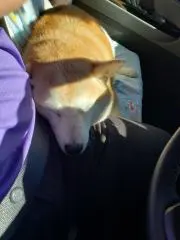 ゾノはな