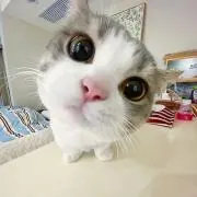 り