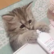 Kの画像