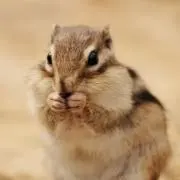 aykの画像