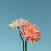 Nanaco.の画像