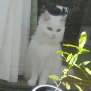 どなぽぽの画像