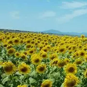 ♡GAYA♡の画像