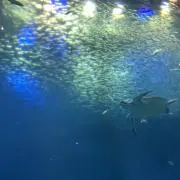 のんの画像
