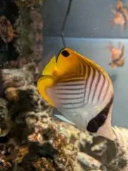 elegant kodeの画像