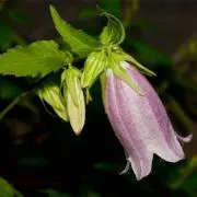 小百合