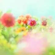 まおむ