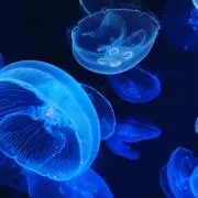 ぼっちの画像