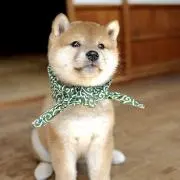 柴犬