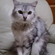 にゃんこ