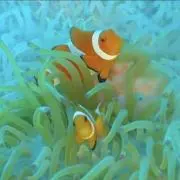 ニモの画像