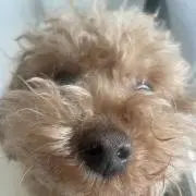 トイプーの画像