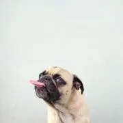 EMILYの画像