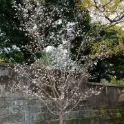 ぺい