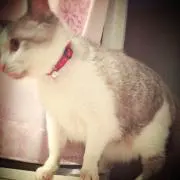 ゆん