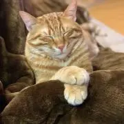 akiの画像