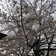 桜 24時間タイムセール中の画像