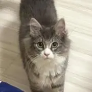 リンツの画像