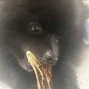 こてつさんの家の者