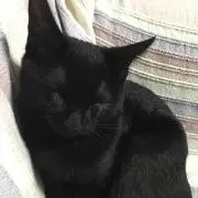 黒ネコ