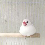ゆみ