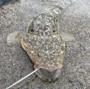 ありちゃん