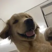 さくらもちの画像