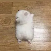 在庫確認してね。の画像