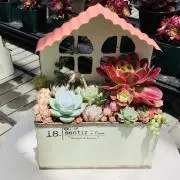 多肉の森(休み7月21日から8月29日)の画像