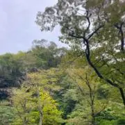 りんの画像
