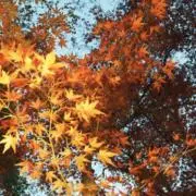 プロフ必読⚠️☆sweetee☆の画像