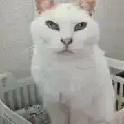 チョビのパパの画像