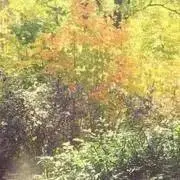 agateeの画像