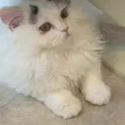 りんの画像