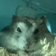 とと·ハムハムの画像
