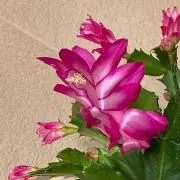 かやや