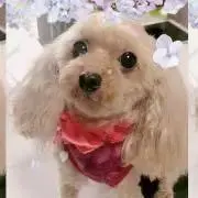 みいの画像