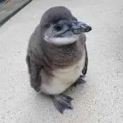ささち